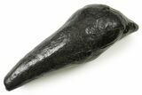 Fossil Sperm Whale (Scaldicetus) Tooth - South Carolina #383653-1